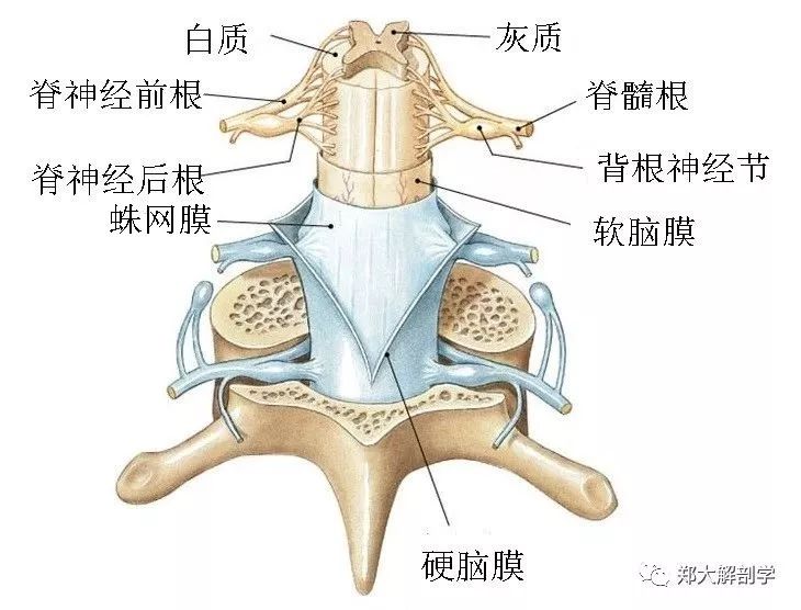 脊髓和脊膜的生物力学