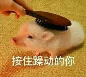 后因其两撇与众不同的小眉毛与萌死人不偿命的各种表情红遍整个互联网