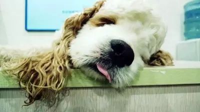 养狗人士请注意:这些病易让人狗互相传染!