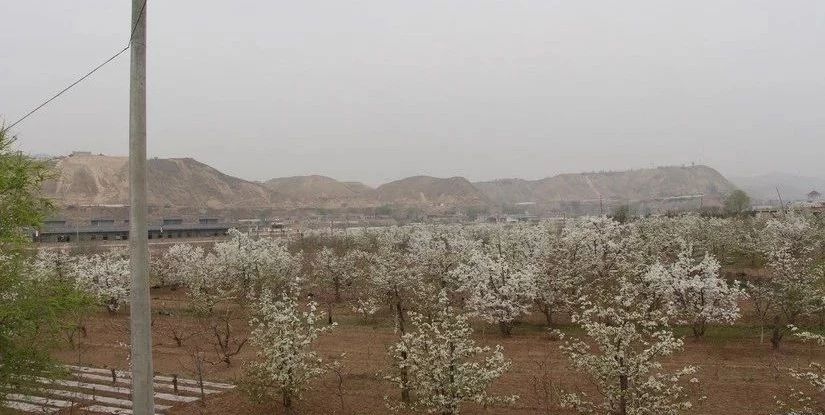 兰州驴友皋兰什川赏梨花,行摄美景