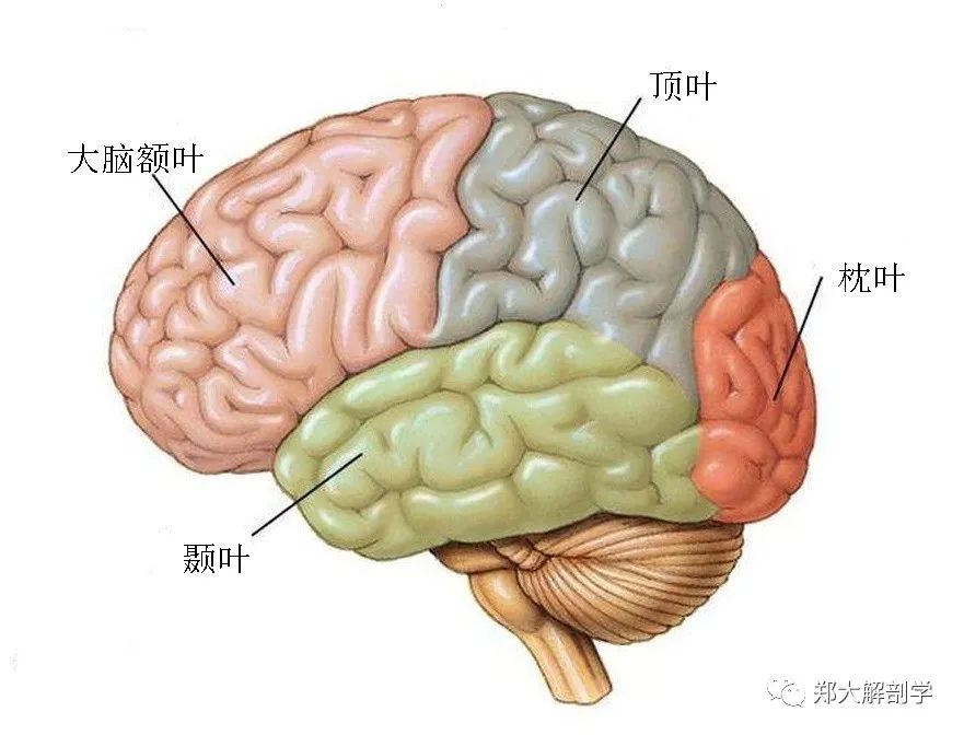 大脑的三个主要部分是前脑,中脑和后脑.