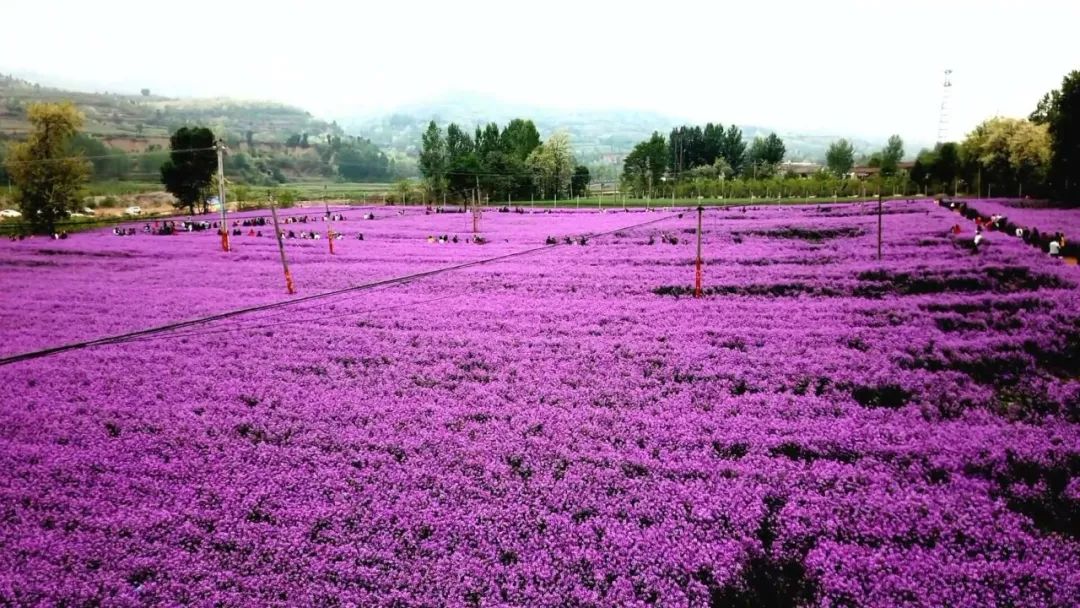 距宝鸡市区30分钟车程,新发现一大片紫色"蓝香芥"花海