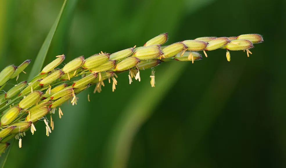 稻谷和乡又鱼猜一个成语_稻谷简笔画(3)