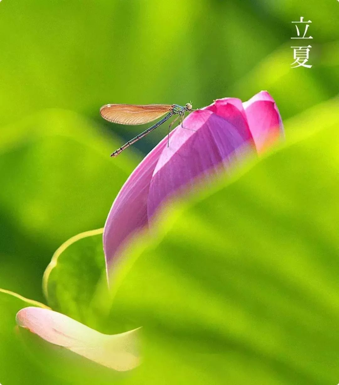 立夏，物至此时皆假大也！