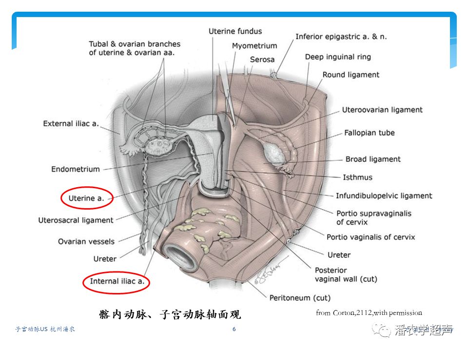 子宫动脉超声检查