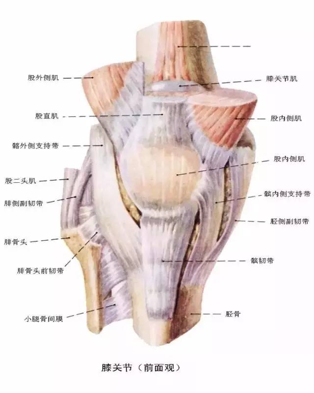 【解剖干货】庖丁解牛般详细的膝关节解剖,快收藏吧