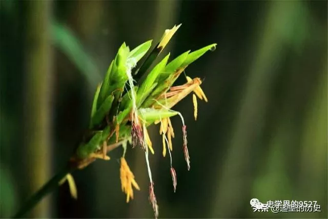 大自然|为何古人说“竹子开花，马上搬”？背后的道理你赞同吗？