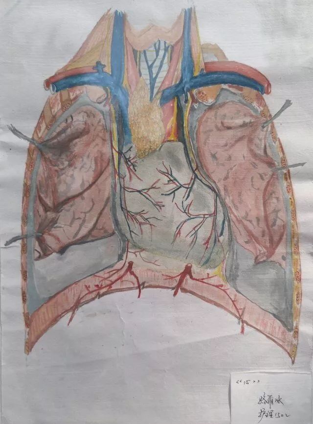 医学生绘画 以吾之笔画尔体