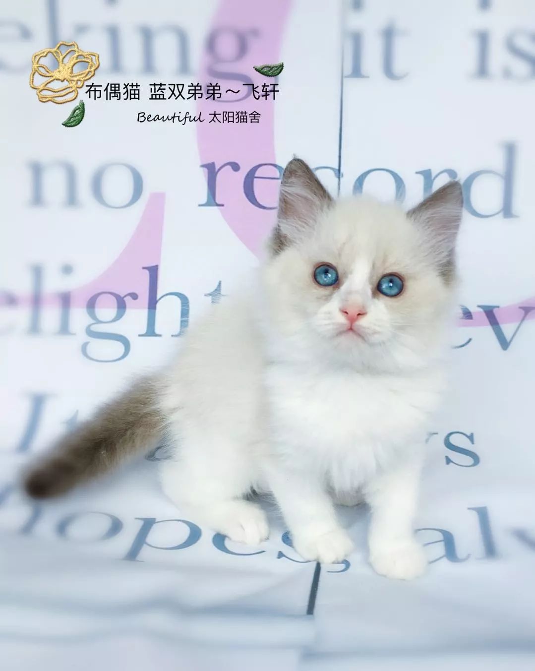 来自小奶猫的诱惑