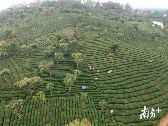 投票为柏塘山茶助力一片茶叶成致富金叶惠州好茶地图邀你来补充