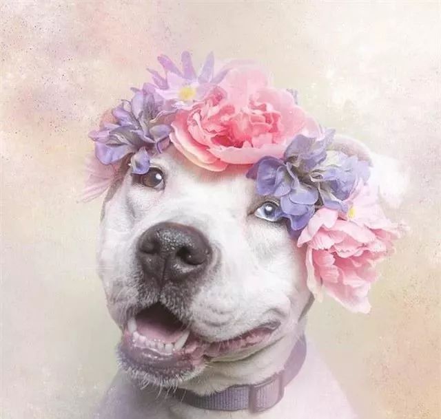狗狗头戴花环,说它比天仙还美都不过分