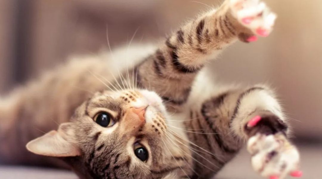 叶酸要吃吗?宠物可以养吗?关于备孕,你知道多