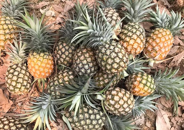 菠萝怎么吃会变甜 1fe78c47b5fa4134ab548f56aef0cea4.jpeg