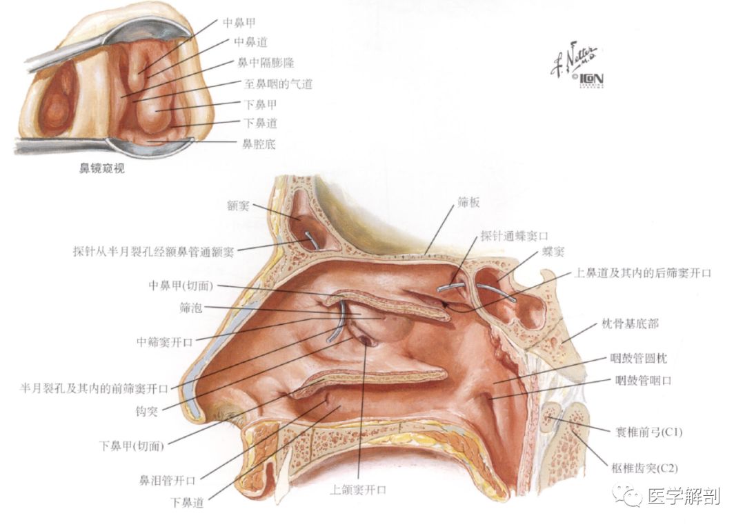 窦口鼻道复合体omc