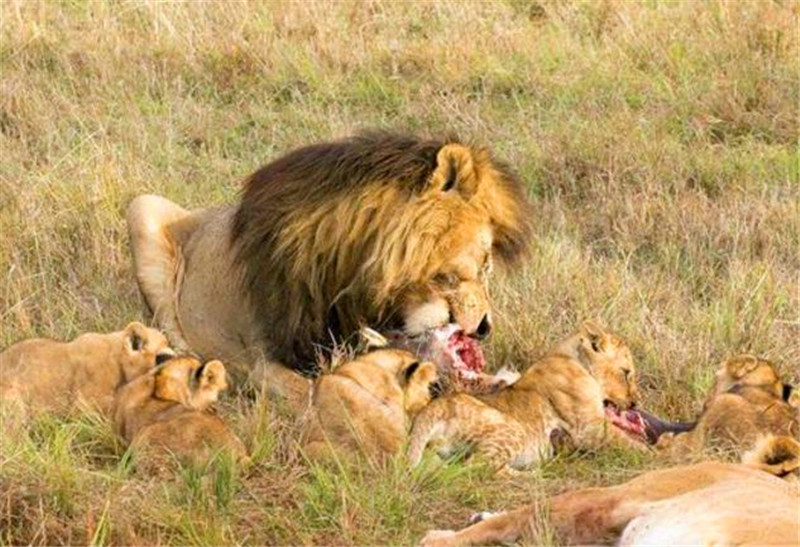 雄獅抓到食物之後就開始啃食，小獅子見肉真是瘋了，叼上去就跑！ 未分類 第1張