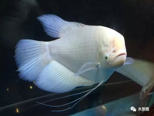 龙鱼混养品种推荐_龙鱼搭配神仙鱼_神仙鱼要和什么鱼混养才好