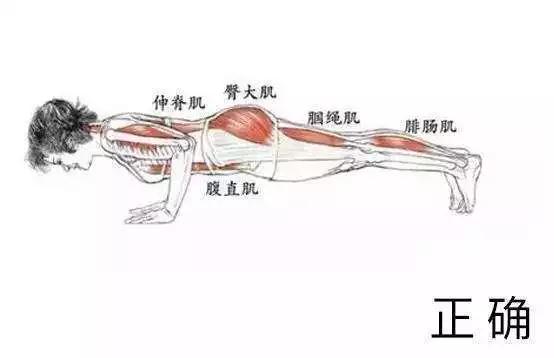 瑜伽四柱支撑到底该哪里发力这4张图让你秒懂