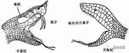 毒蛇与无毒蛇的鉴别