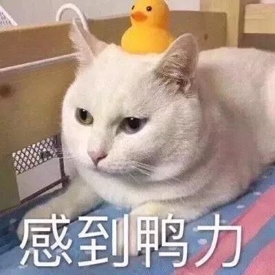 免费表情包大合集 30cfac4450334466aefa6757382abf84.jpeg