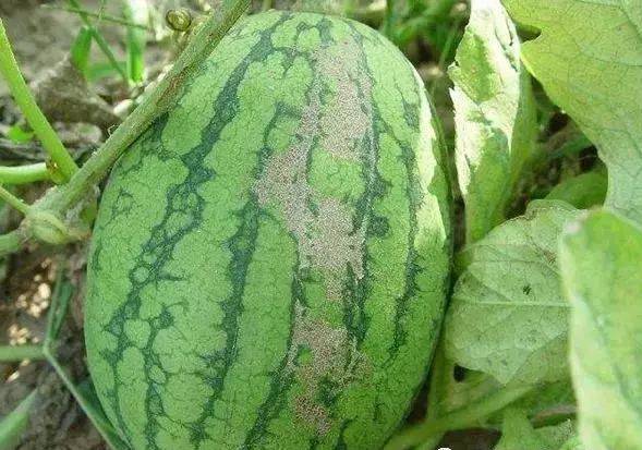 西瓜是怎么传播的 3244b002e7f7422a818a014d44273928.jpeg