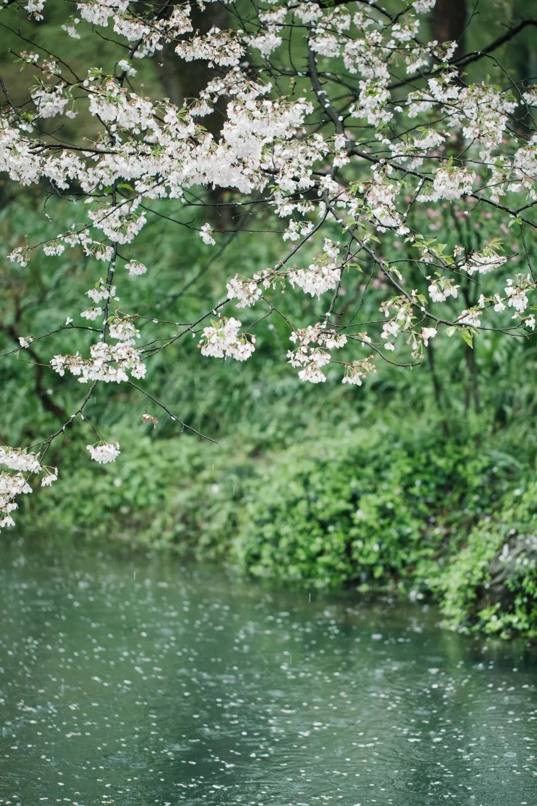 朗诵| 一场烟雨,半城花絮