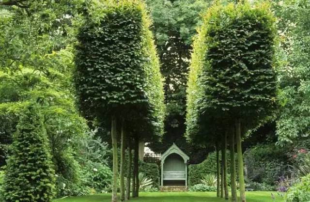 树是什么样的 345968087bc44f768850724d66b59afc.jpeg