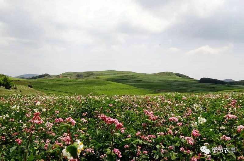 威宁苦荞威宁甜荞成功注册为国家地理标志证明商标