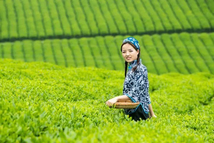 又到春茶时,美丽的采茶姑娘成了最美的风景线!