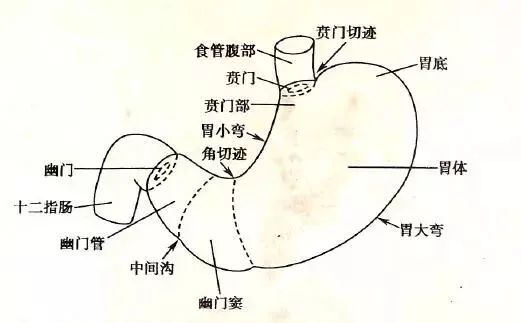 遗憾地告诉你:胃是饿不小的!吃"饱"这5样,反而减肥