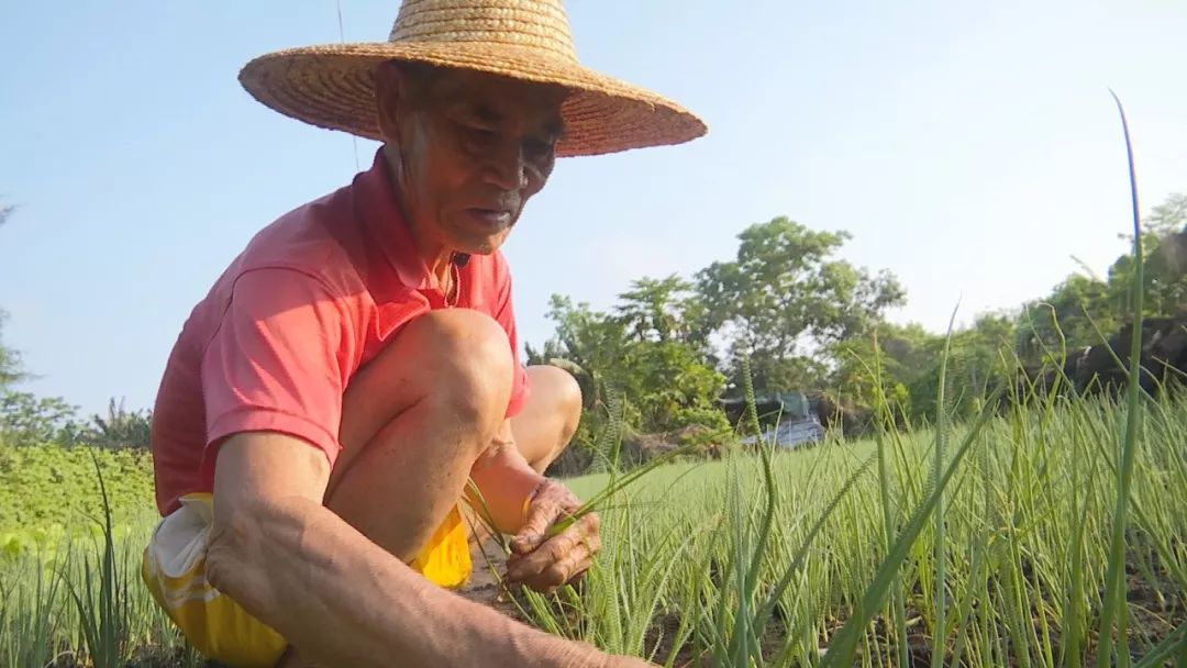 劳动最光荣向劳动者致敬菜农用辛勤的汗水浇灌收获