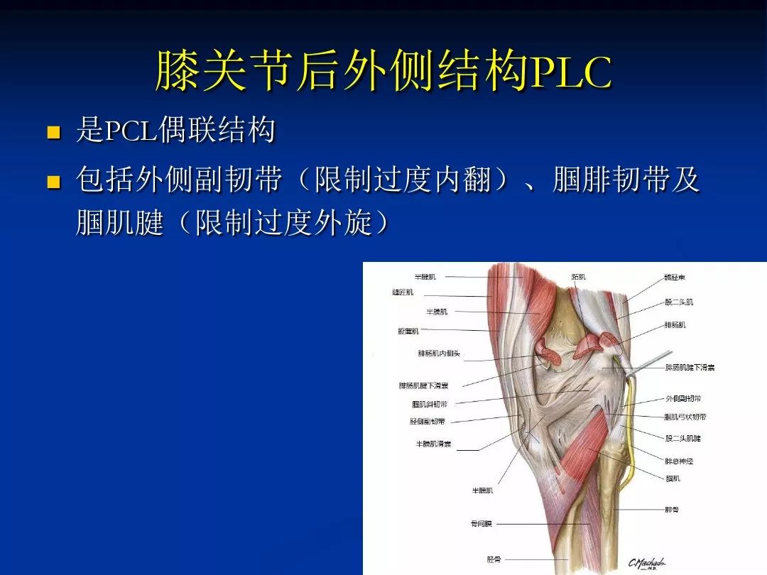 膝关节解剖基础