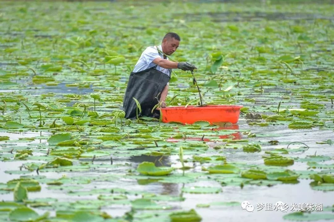 朱湖由于独特的水土,气候环境,生长的藕带以白,嫩,脆,甜著称,深受