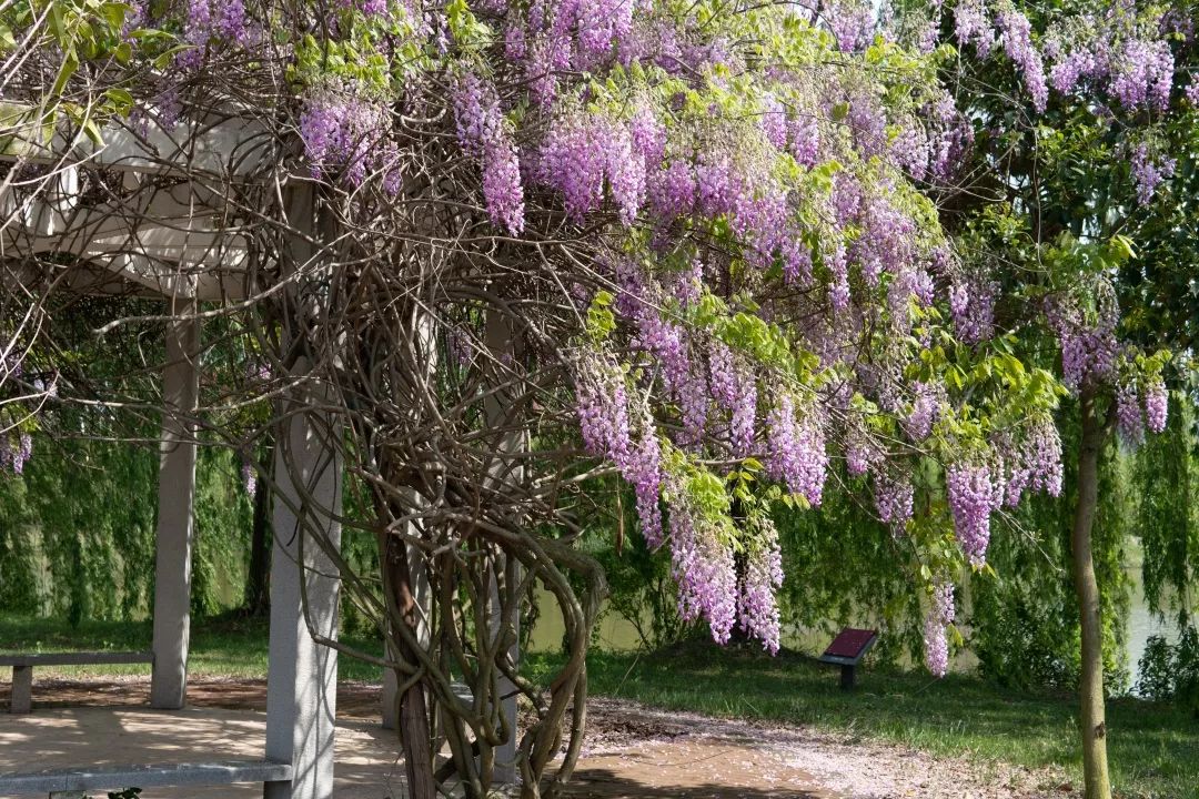 总忍不住抬头看, 那树上开得正烂漫的紫藤花.