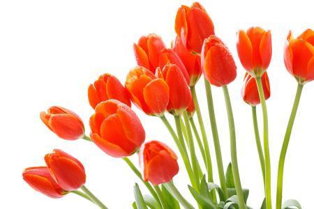 花卉排名_花卉线描