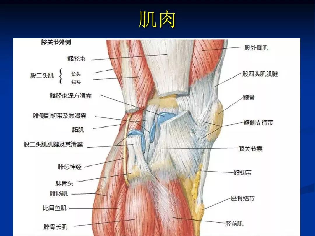 膝关节解剖基础