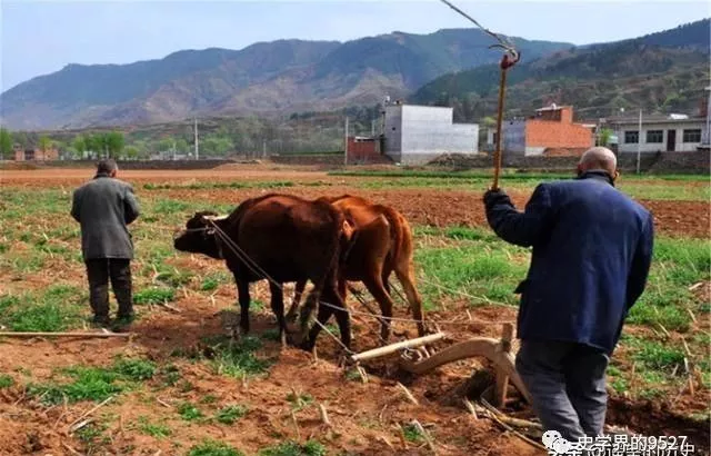 大自然|为何古人说“竹子开花，马上搬”？背后的道理你赞同吗？