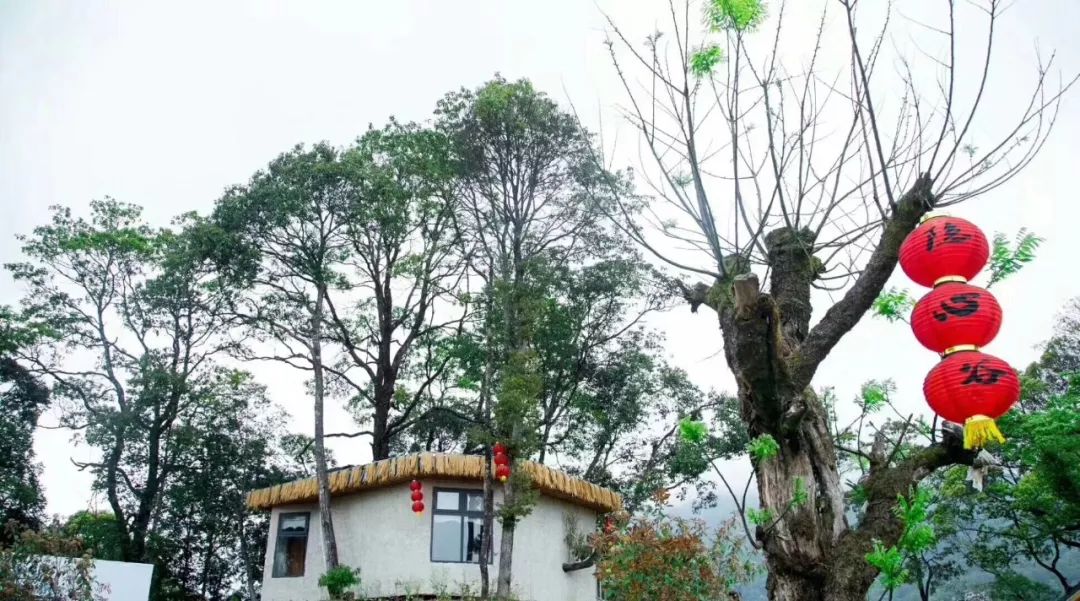 文成隐心谷树屋猴王谷亲子套餐住在云端上的树屋让心灵和大自然相拥