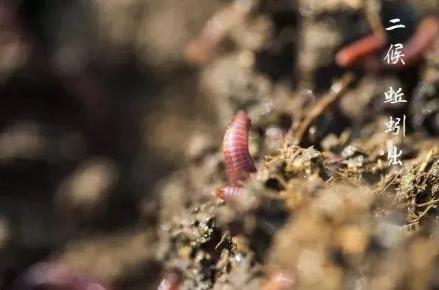 当阳气愈盛,蚯蚓也掘土而出 王瓜的蔓藤在立夏时节会快速攀爬,生长 于