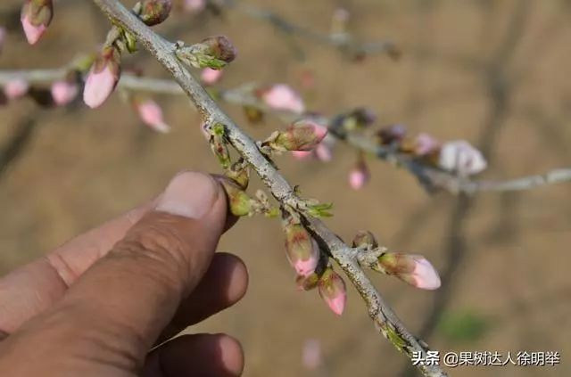 桃树留果太多产量大品质差钱少卖疏花疏果要做好