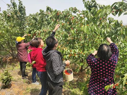 "在与聊天的同时,冯家宏的双手从未停歇过,不断重复着快摘轻放的动作.