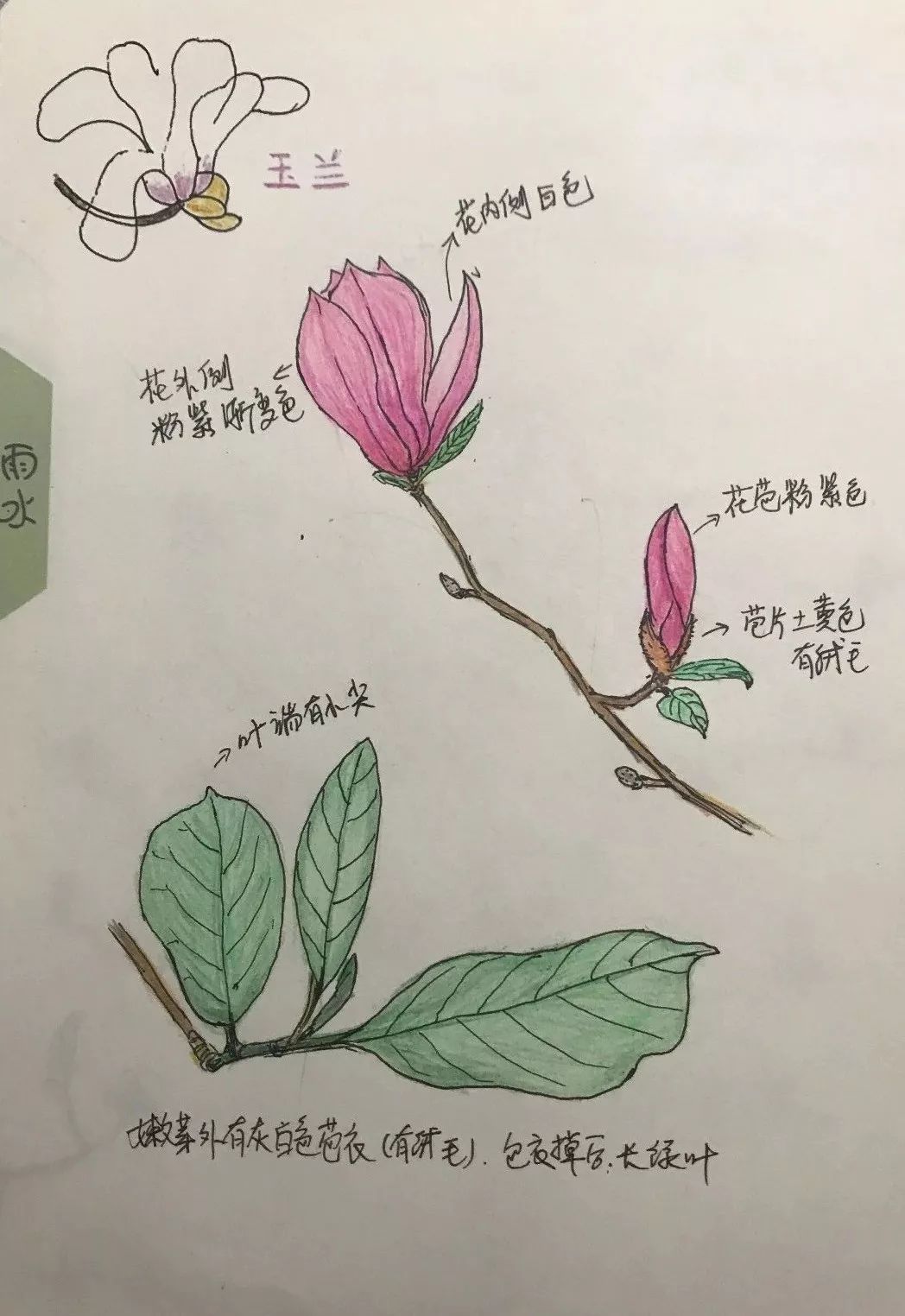 自然笔记 || 春分时节,感受莲花山的精彩