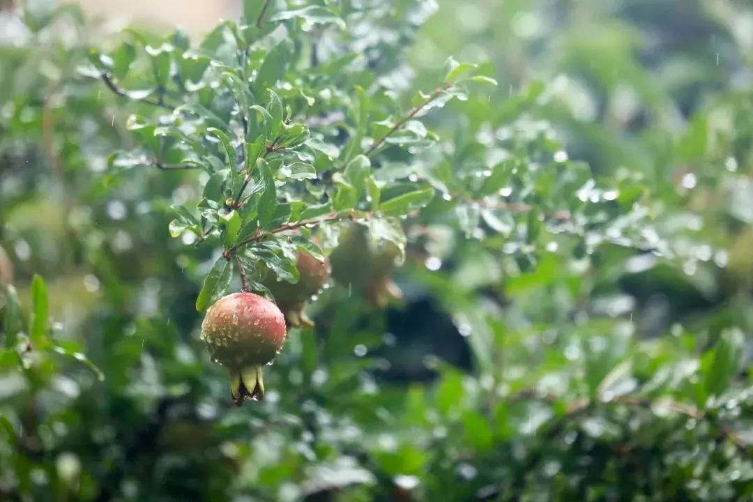 美图 | 雨天去这些地方,别有一番滋味