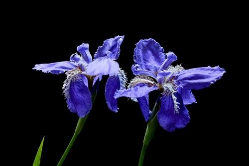 世界最美花卉排名 6ca0420fb3274a43a08e6a4ac1ef6032.jpeg