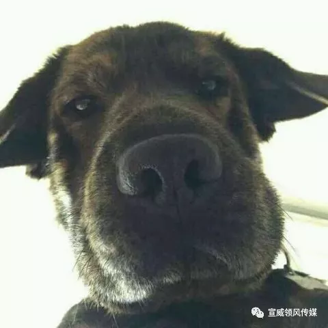 梦魇边缘的警示，解析梦到自己被狗咬一口的深层含义