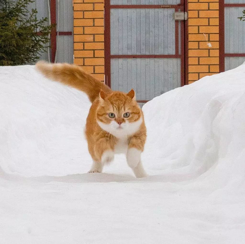 Jumping cat over grass, cat, jumping, animals, grass HD wallpaper ...