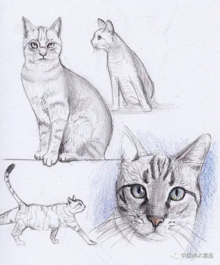 猫的种类及画法 70808f5f1ae84e92b3584fa0d2d1e060.jpeg
