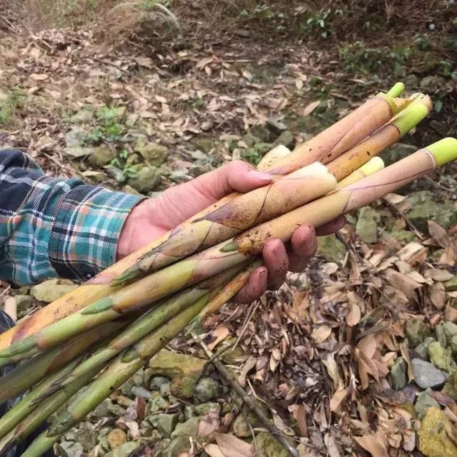 笋是苦的还是甜的 795ce9f2fe064dbdbb3cdfbef8c58dbb.jpeg