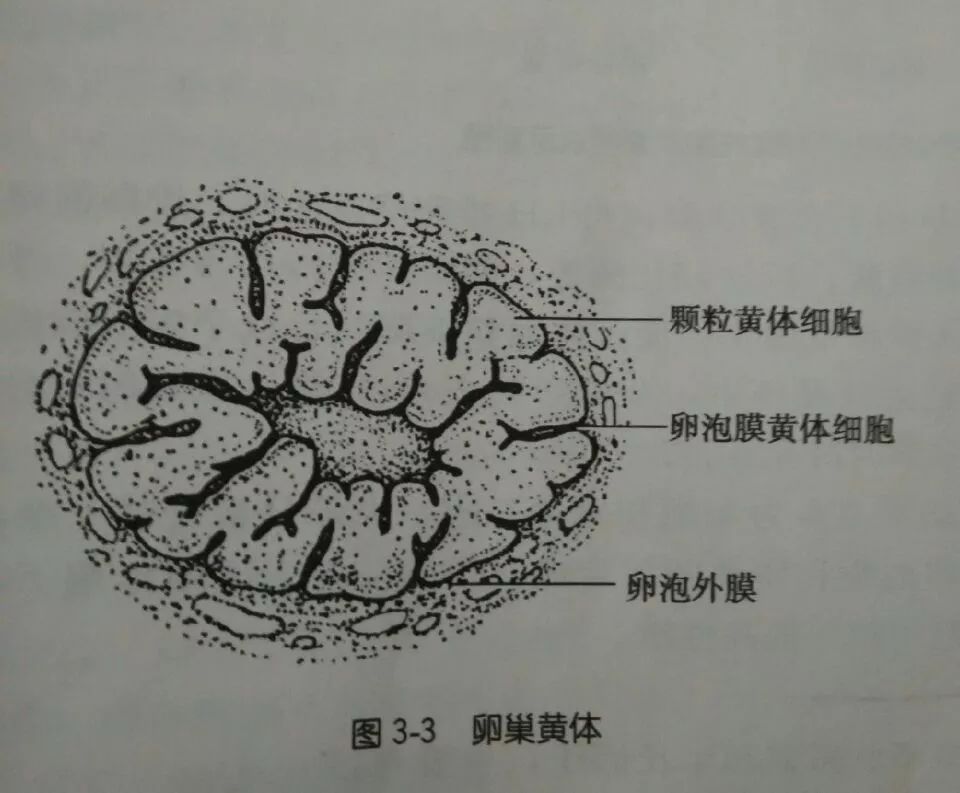 黄体铜 搜狐网