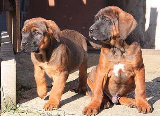 原创欧美最受欢迎的斗犬，凶狠强壮的土佐犬，是什么样的狗狗？
