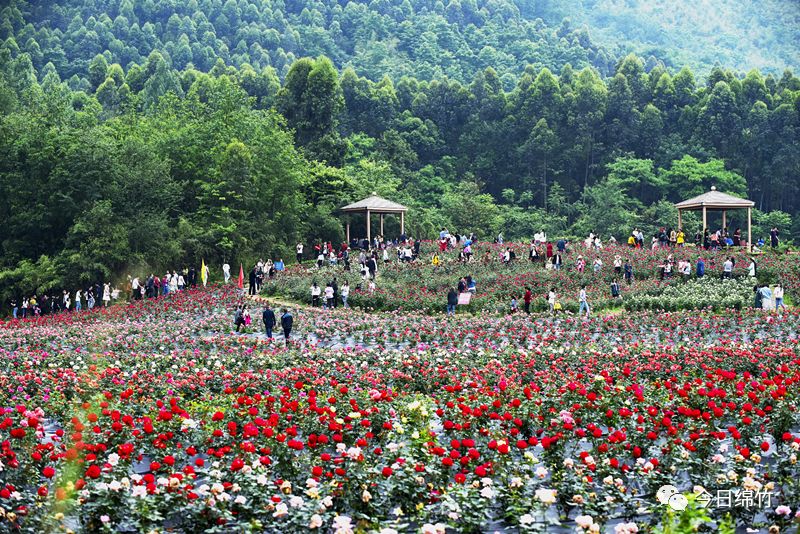 随着绵竹旅游品牌不断打响,五一小长假期间,我们在九龙,遵道,土门